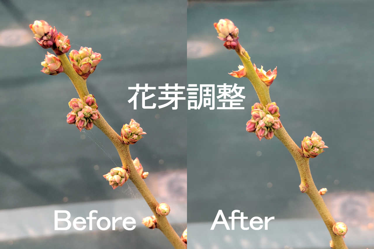 花芽調整