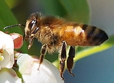 蜂たちが来園
