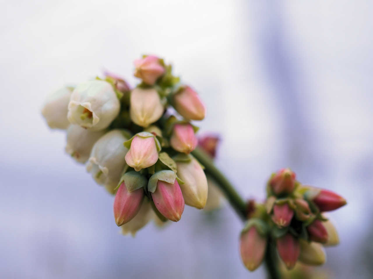 2026年ブルーベリー狩り予約開始